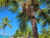 Coastal residential view in Punta Cana, Dominican Republic