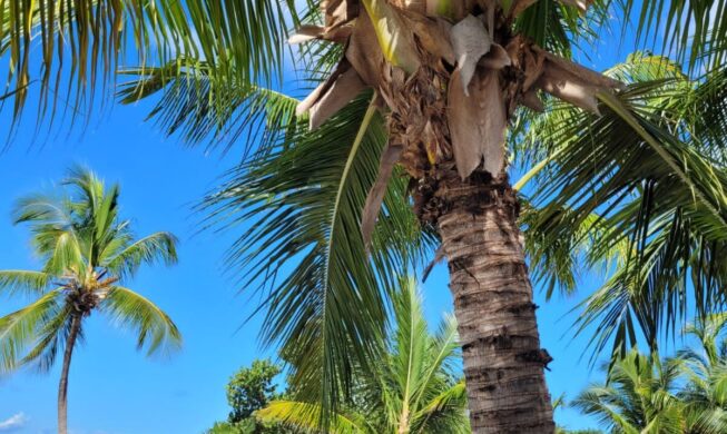 Coastal residential view in Punta Cana, Dominican Republic